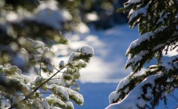 vinter