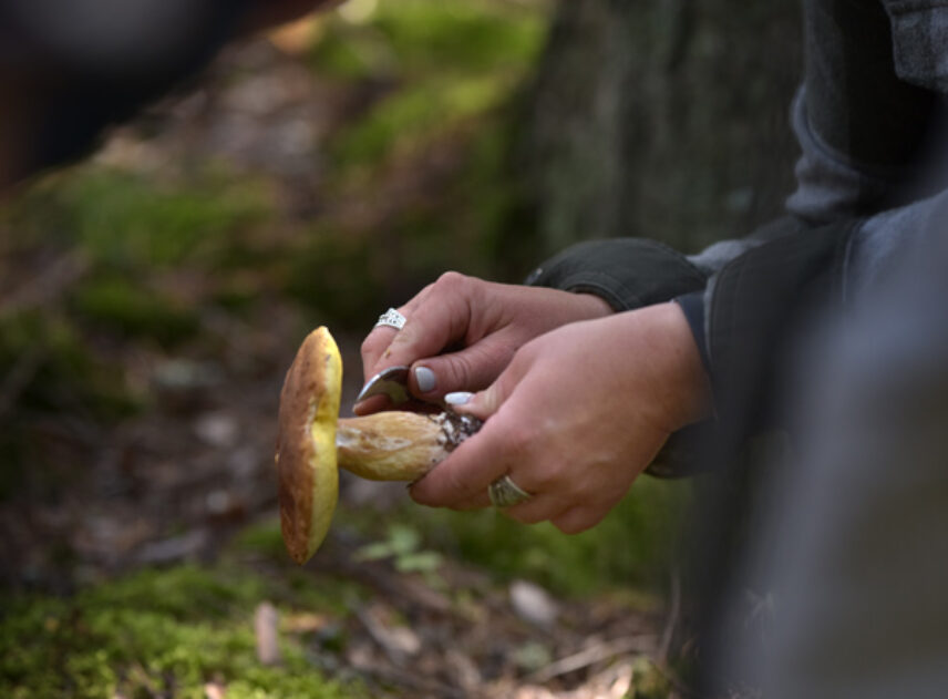 plocka-konservera-forvara-2-49385