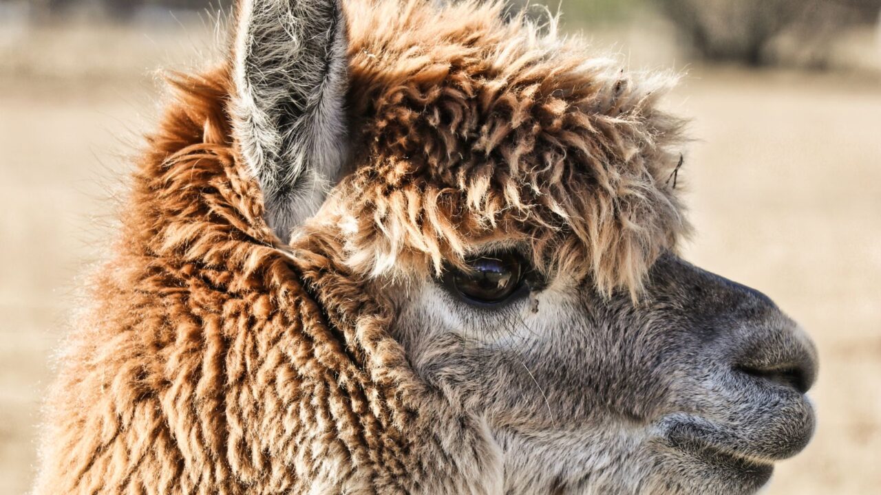 a11b3a59afc5b7f076d0f86544f2d035